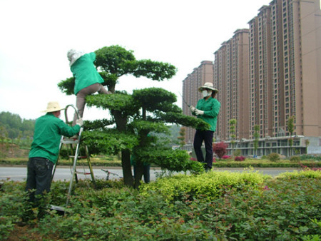 市道路景观绿化养护